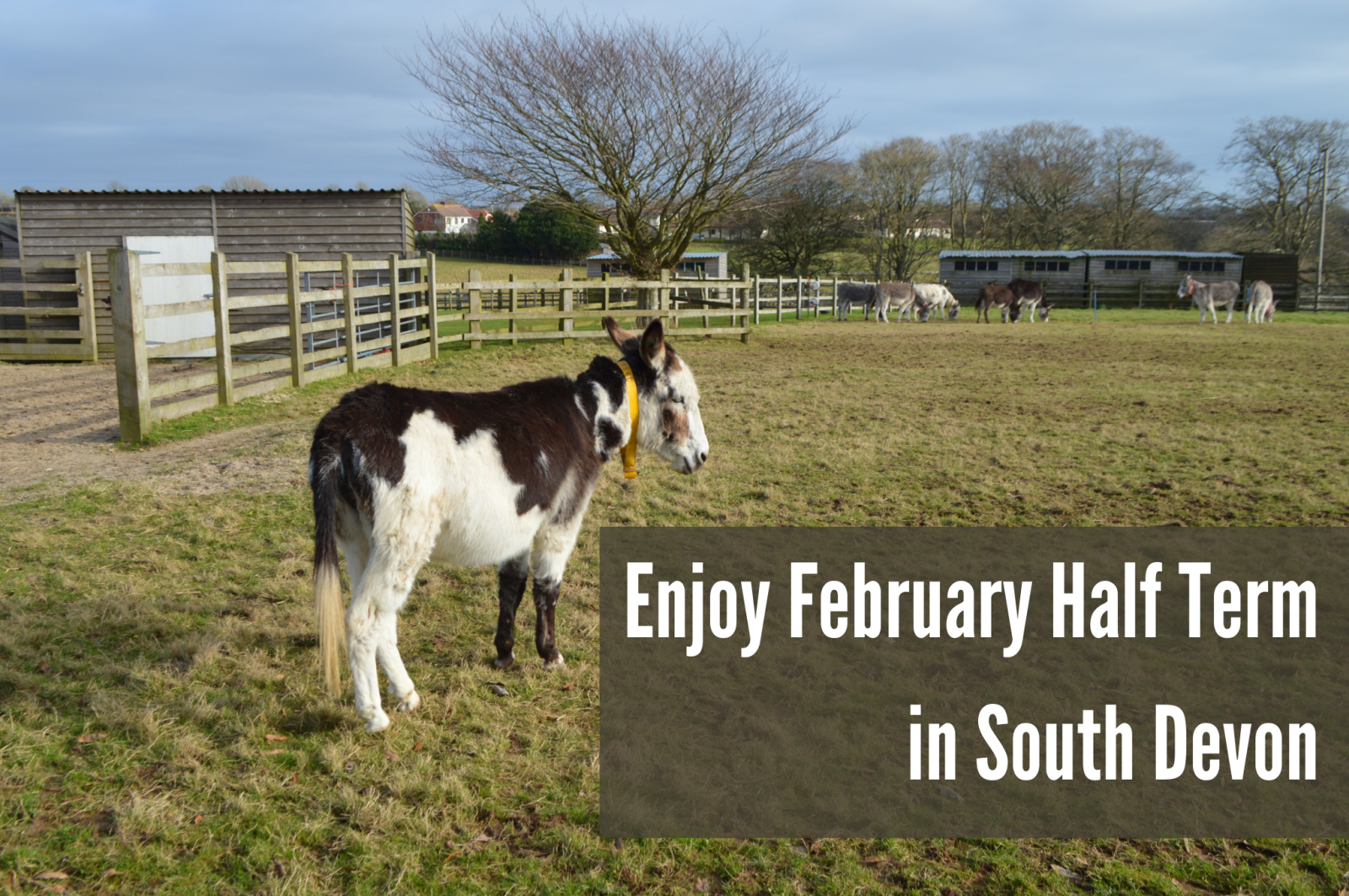 Enjoy February Half Term in South Devon
